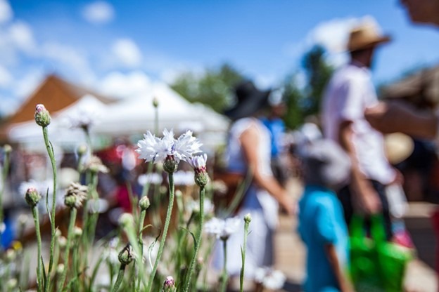 Petaluma Farmers Market near The Haven apartments